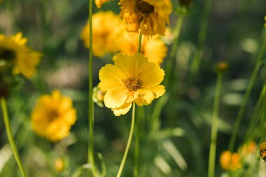 Yeşil yapraklarla çevrili sarı koreopsis çiçekleri kümesi, güneşin altında parlıyor, doğanın canlılığını kutluyor..