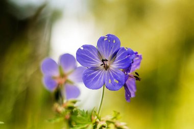 Sersemletici bir mavi sardunya çiçeği, yemyeşil bir bahçenin çevresini sarmış, narin yapraklarını ve dingin atmosferini aydınlatan canlı bir bahçede göze çarpar.