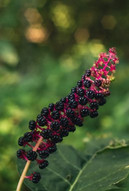 Phytolacca Americana. Bulanık bir arkaplanda siyah böğürtlenli American Pokeweed.