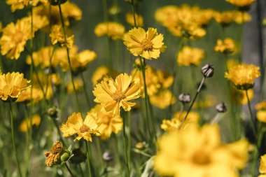 Sarı koreopsis çiçekleriyle dolu yemyeşil bir bahçe, doğal ışıkla aydınlatılmış, parlaklığı, mutluluğu ve çiçekli güzelliği yansıtan..