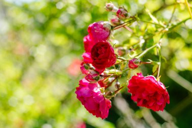 Parlak pembe güller yemyeşil bir bahçede çiçek açar, narin taç yaprakları ve yapraklarıyla zarafet, sükunet ve doğal cazibe saçar..