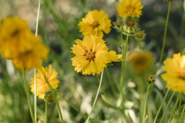 Işıl ışıl sarı yapraklı güneş koreopsis çiçekleri yeşil çevrede zarifçe açar, neşe, tazelik ve doğal zarafeti anımsatır..