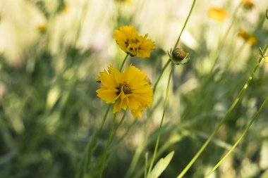 Sarı bir koreopsis çiçeği kümesi taze bir bahçe ortamında parlar, güneş ışığıyla yıkanır, mutluluk, canlılık ve zarafet saçar..