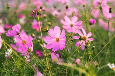 Kozmos çiçekleri tamamen çiçek açar, yumuşak ışıkla yıkanır ve çiçeklerle dolu bir tarlanın zenginliğiyle çevrelenir..