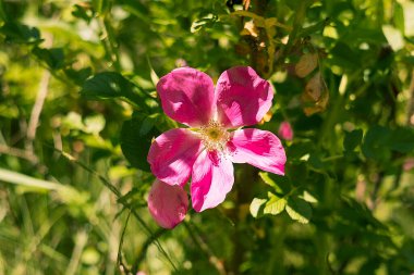 Çiçek açan pembe renkli yabani güller bahçeyi aydınlatıyor, yumuşak yaprakları sağlıklı yeşil yaprakların arasına yerleşiyor..