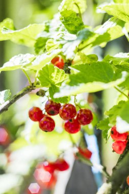 Parlak kırmızı üzümler yapraklı bir daldan sarkıyor, canlı renkler ve tazelik sergiliyorlar, bahçıvanlık ilhamı ya da mutfak yaratıcılığı için ideal..