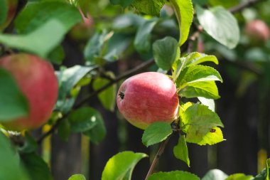 Meyve bahçesindeki elma ağacının brach 'ında nefis olgun kırmızı elma. Hasat konsepti. Organik bahçe ürünü.