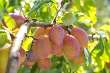 Büyük erikler, bir sonbahar bahçesindeki erik ağacının dalında olgunlaşır. Organik bahçe ürünü.