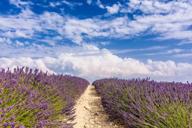 Provence 'deki lavanta tarlasının manzarası yaz dramatik gökyüzüne karşı