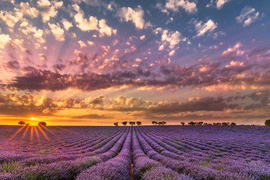 Fransa 'nın güneyindeki Provence lavanta tarlasında dramatik gökyüzüne karşı gün batımının manzarası