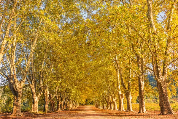 Γραφική Άποψη Του Φθινοπώρου Κίτρινα Δέντρα Σφενδάμου Που Συνορεύουν Μονοπάτι — Φωτογραφία Αρχείου