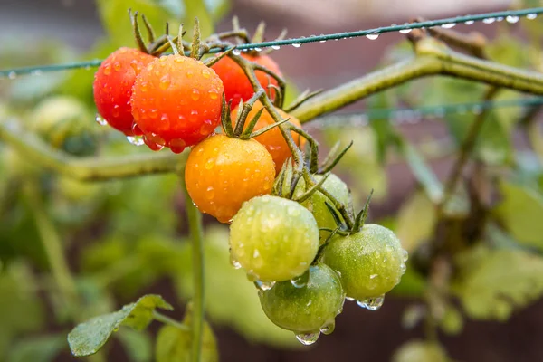 Primer Plano Los Tomates Uva Día Lluvioso Sur Francia —  Fotos de Stock