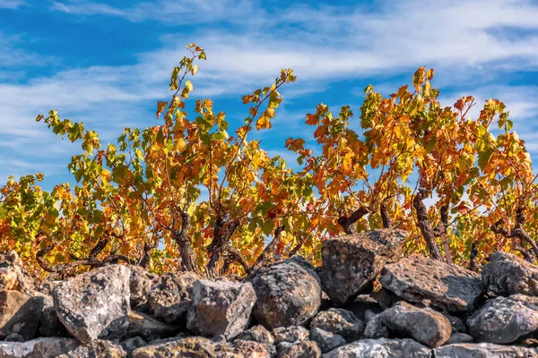 Vista Panorâmica Uma Vinha Provença Sul França — Fotografia de Stock