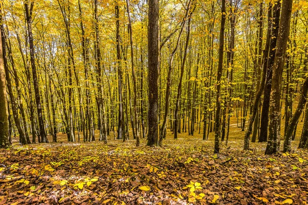 Scenic View Colorful Autumn Forest Transylvanian Alps Romania — Stock Photo, Image