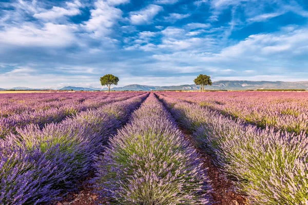 stock image Scenic view of lavender field in Provence during sunset against dramatic sky