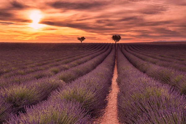 Günbatımında dramatik gökyüzüne karşı Provence Güney Fransa 'da manzara lavanta tarlası