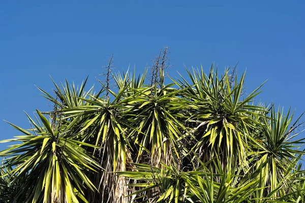 Vista Panorâmica Das Folhas Yucca Contra Céu Claro Verão Sul — Fotografia de Stock