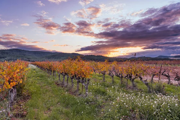 Landschappelijk Uitzicht Wijngaard Provence Zuid Frankrijk Tegen Dramatische Herfst Zonsondergang — Stockfoto