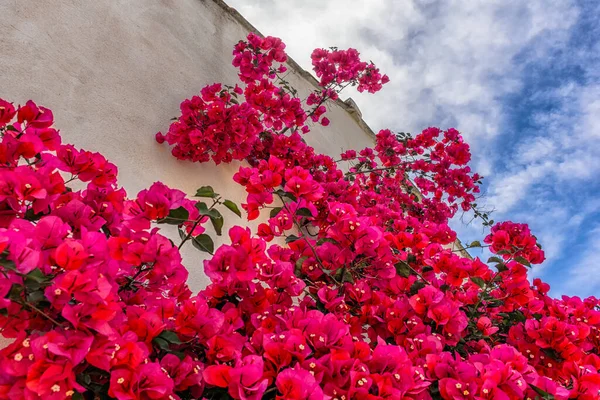 Bougainvillea çiçeklerinin yakın çekimleri Fransa 'nın güneyinde yaz aylarında çiçek açar.