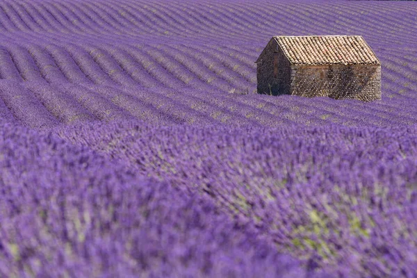 Scenic Kilátás Lila Levendula Mező Provence Dél Franciaországban Kunyhó Háttérben — Stock Fotó