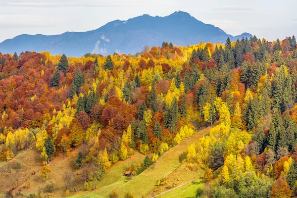 Malowniczy Widok Jesienny Las Górach Alpach Siedmiogrodzkich Rumunii — Zdjęcie stockowe