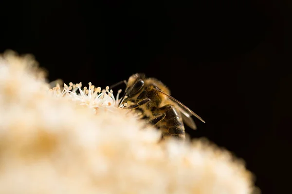 Zbliżenie Widok Pszczoły Pracy Kwiat — Zdjęcie stockowe