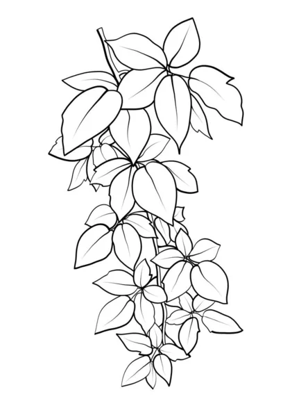 Branch Leaves Contour Illustration Plant — Stock Photo, Image