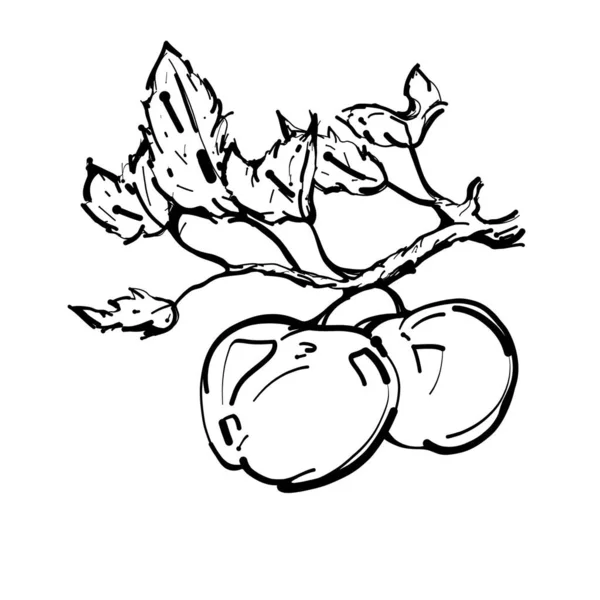 Rama Manzanas Dibujo Del Contorno Fruta Esbozo — Foto de Stock