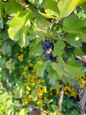 Üzüm ve yapraklar. Bir bitkinin renkli fotoğrafı.