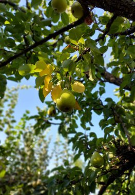  Bir dalda armut. Meyvenin renkli fotoğrafı.