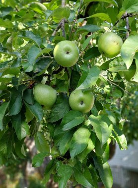 Bir dalda elmalar. Bitkilerin renkli fotoğrafçılığı.