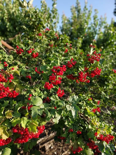 Czerwone Viburnum Kolorowe Zdjęcie Rośliny — Zdjęcie stockowe