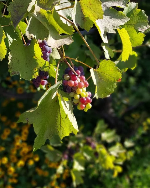 Виноград Листья Цветная Фотография Растения — стоковое фото
