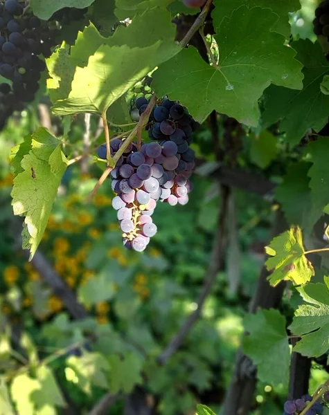 Grapevine Leaves Color Photograph Plant — Stock Photo, Image