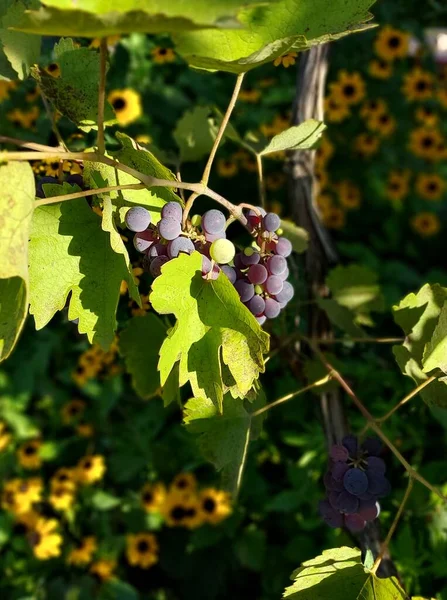 ブドウと葉 植物の色写真 — ストック写真