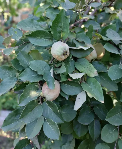 Pigwa Gałęzi Kolorowe Zdjęcie Owoców — Zdjęcie stockowe