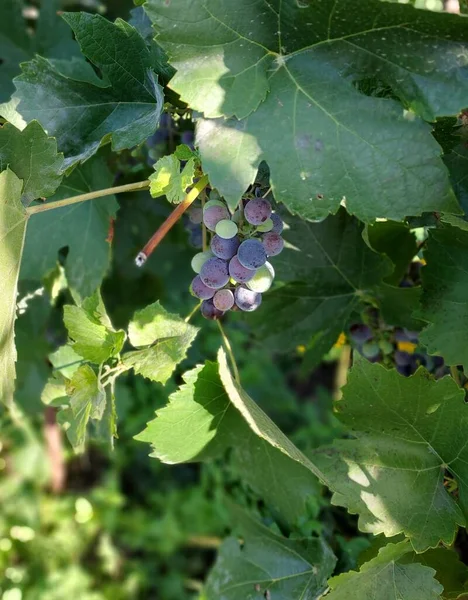 Grapevine Leaves Color Photograph Plant — Stock Photo, Image