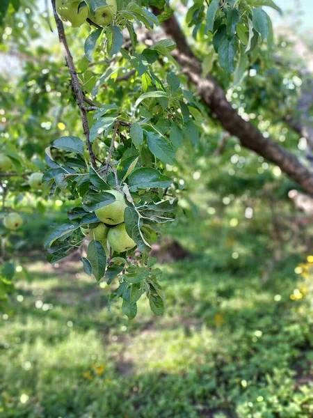 Jablka Větvi Barevná Fotografie Rostlin — Stock fotografie