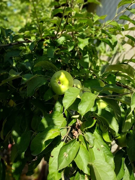 Äpplen Gren Färgfotografering Växter — Stockfoto