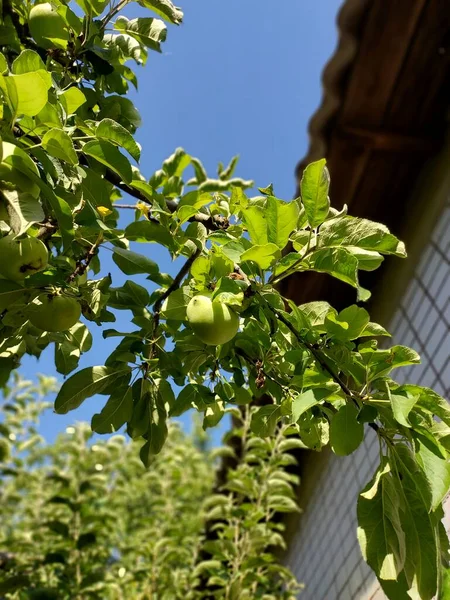 Яблука Гілці Кольорова Фотографія Рослин — стокове фото