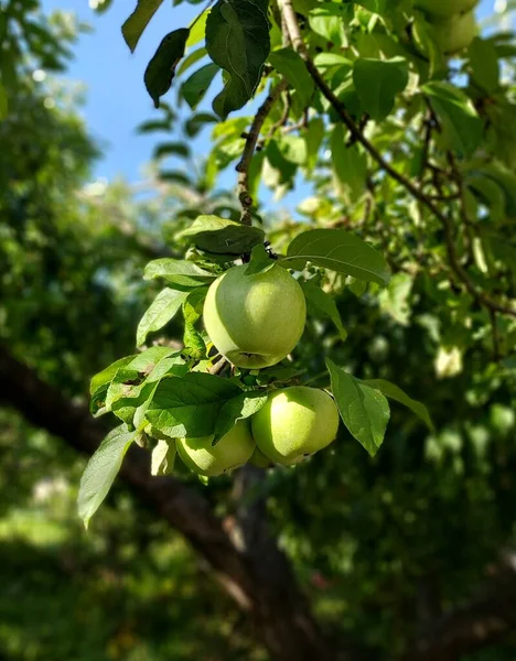 Jabłka Gałęzi Kolorowa Fotografia Roślin — Zdjęcie stockowe