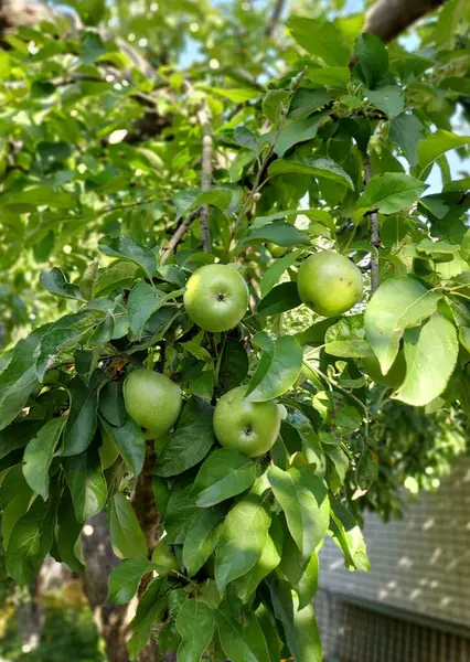 Jabłka Gałęzi Kolorowa Fotografia Roślin — Zdjęcie stockowe