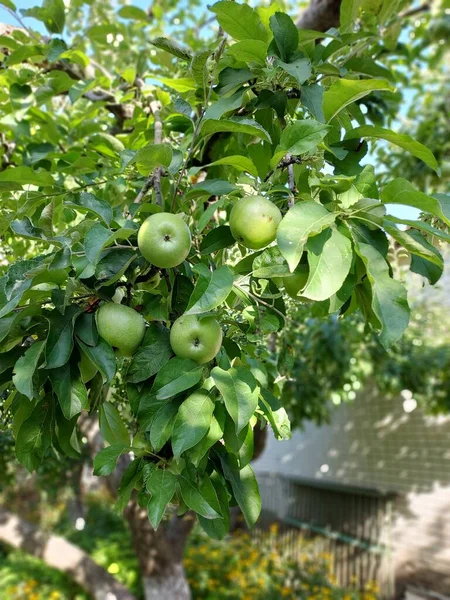 树枝上的苹果 植物的彩色摄影 — 图库照片