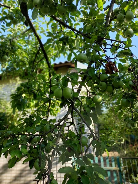사과는 가지에 있습니다 식물의 — 스톡 사진