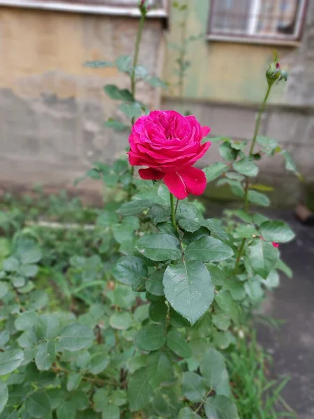 Rose Fotografía Color Una Planta —  Fotos de Stock