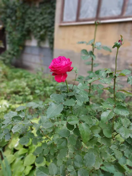 Rose Fotografia Cores Uma Planta — Fotografia de Stock