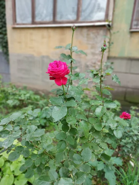 Róża Kolorowe Zdjęcie Rośliny — Zdjęcie stockowe