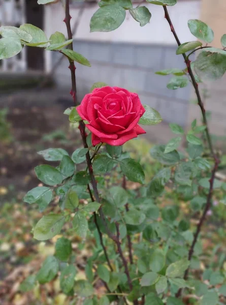 Róża Kolorowe Zdjęcie Rośliny — Zdjęcie stockowe