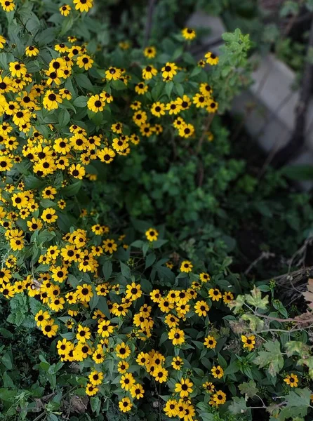Gelbe Blumen Farbfotografie Von Pflanzen — Stockfoto