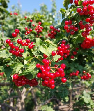 Kırmızı viburnum. Bir bitkinin renkli fotoğrafı.